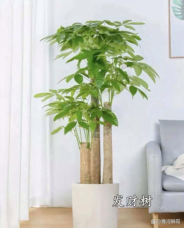 客厅摆放植物风水