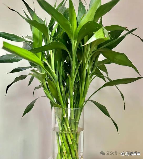 科普展现:辟邪植物有哪些（辟邪植物有什么）