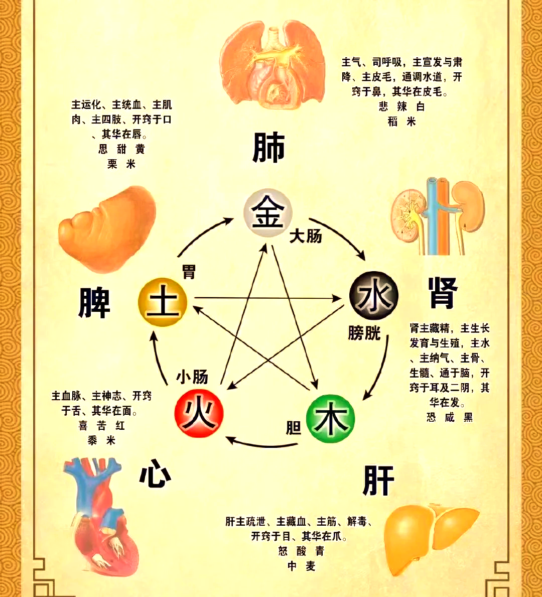 科普展现:五脏五行（五脏五行属性）