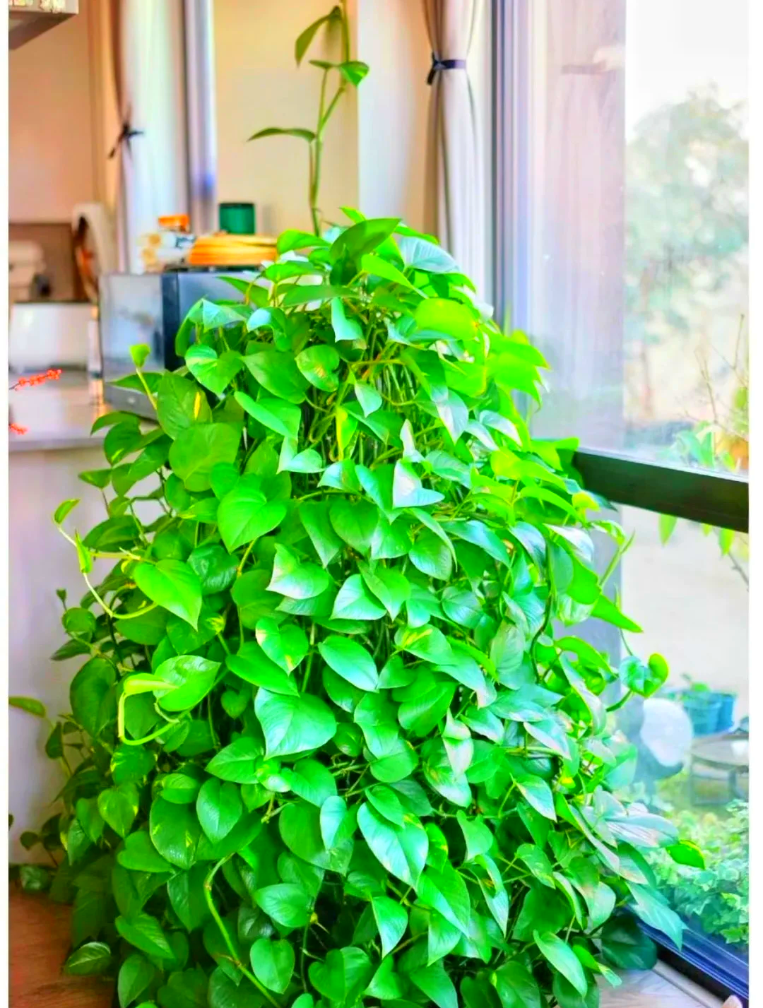 客厅招财旺宅植物