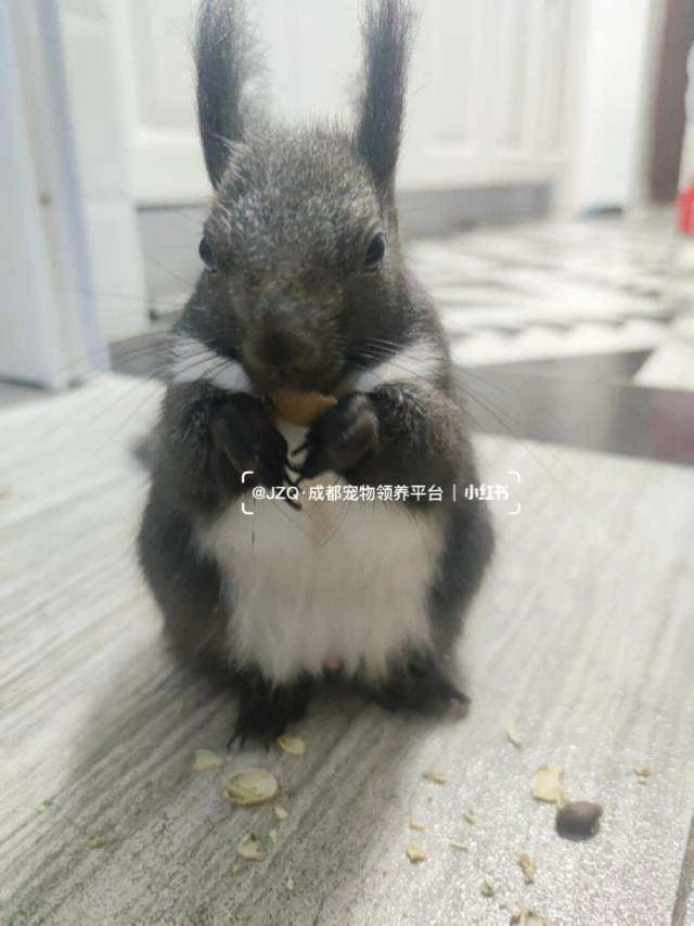 科普展现:魔王松鼠寿命（魔王松鼠的寿命）