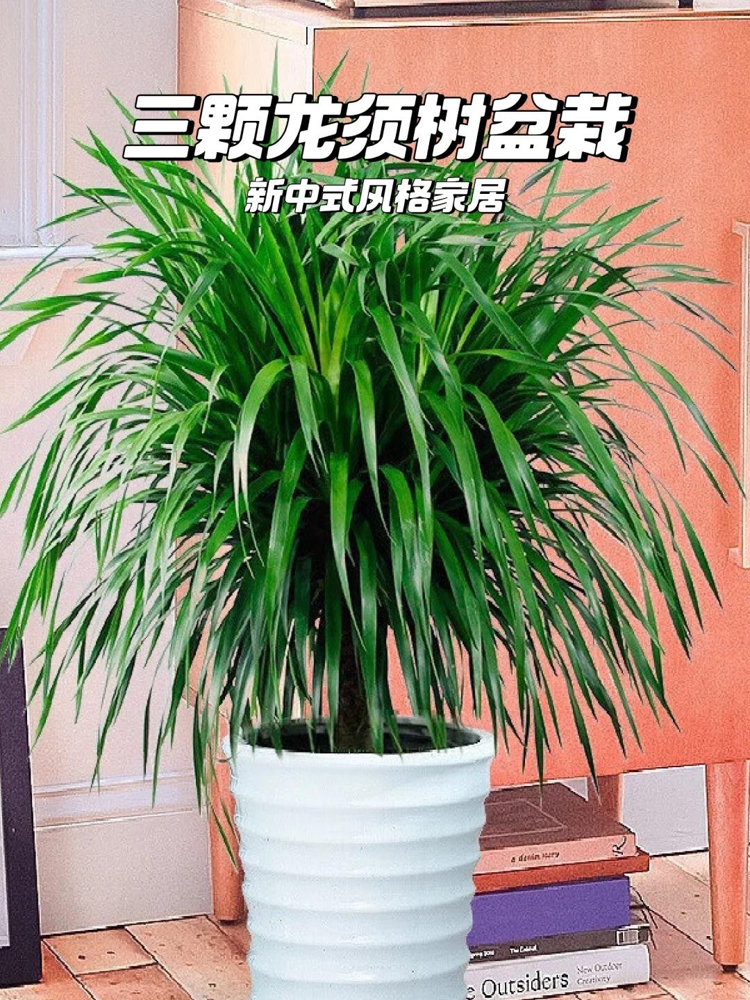 龙须树摆放风水