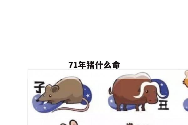 71年猪什么命