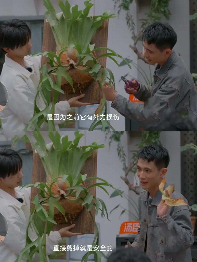 灿烂的花园免费观看全集完整版高清,灿烂的花园免费观看全集完整版高清下载