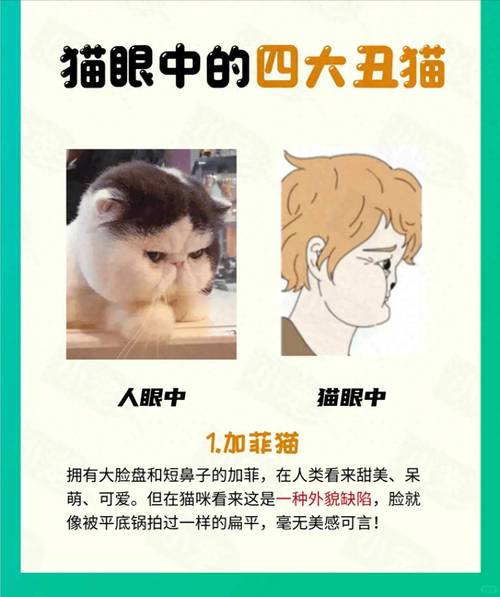 我的老婆是只猫,我的老婆是只猫免费观看